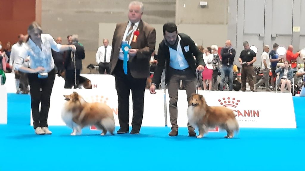 Sirius Lake - WORLD DOG SHOW - Madrid 24/06/2022 :