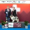  - GENEVE (CH) - 11/11/2018: BEST YOUNG/ BOGJ 2 - CRUFTS QUALIFICATION