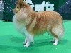  - CRUFTS 2019 - 08/03/2019