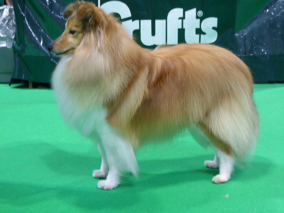 Sirius Lake - CRUFTS 2019 - 08/03/2019