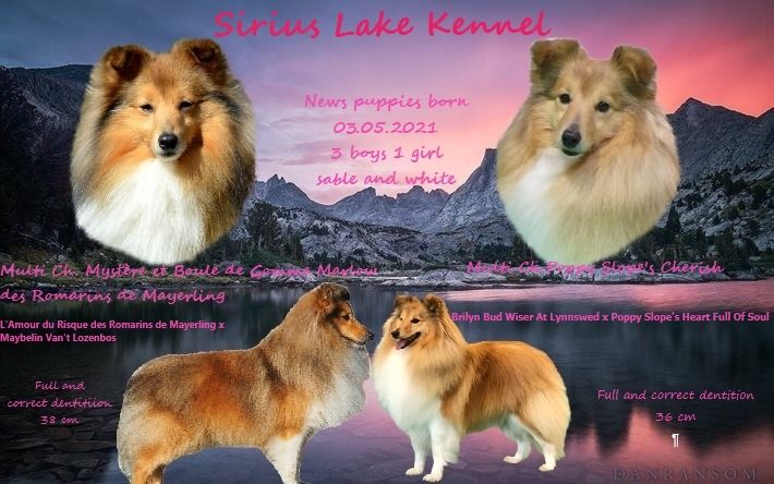 Sirius Lake - Shetland Sheepdog - Portée née le 03/05/2021