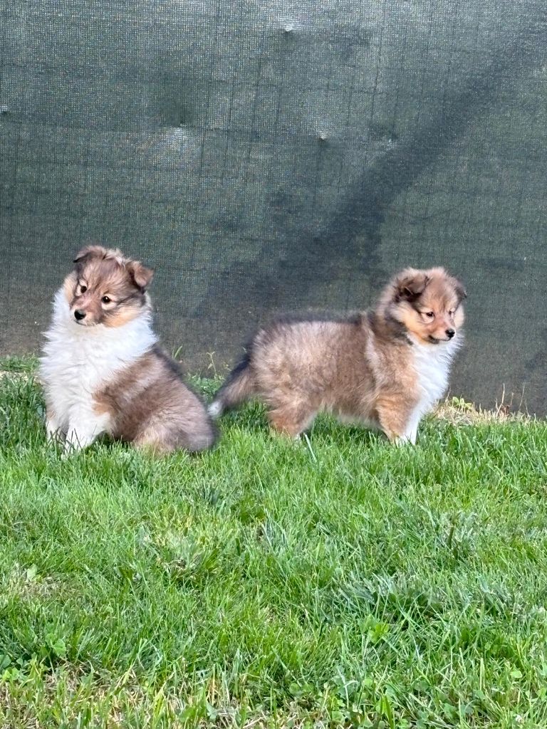 chiot Shetland Sheepdog Sirius Lake