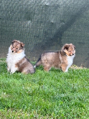 Sirius Lake - Shetland Sheepdog - Portée née le 02/07/2024