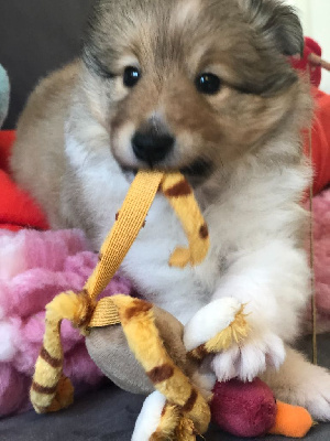 Sirius Lake - Shetland Sheepdog - Portée née le 15/02/2023