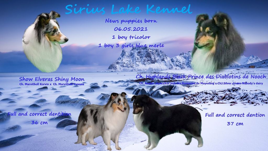 Sirius Lake - Shetland Sheepdog - Portée née le 06/05/2021
