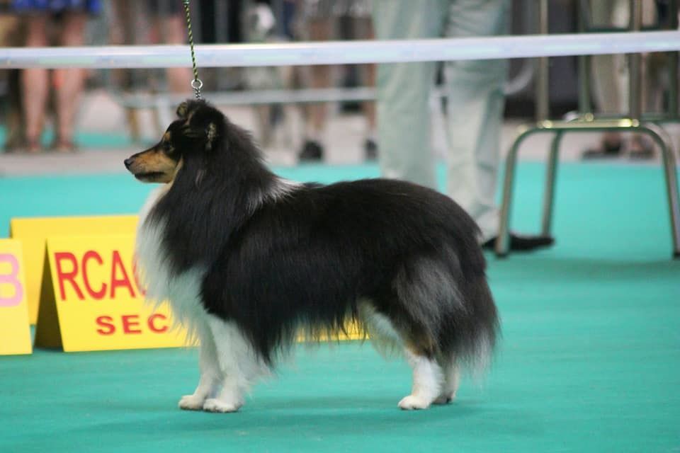 CH. Highlands black prince des Diablotins de Nooch