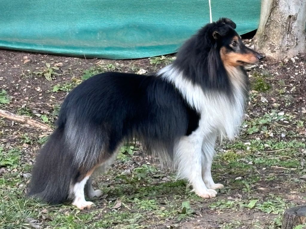 Teodor for sirius lake (Sans Affixe)