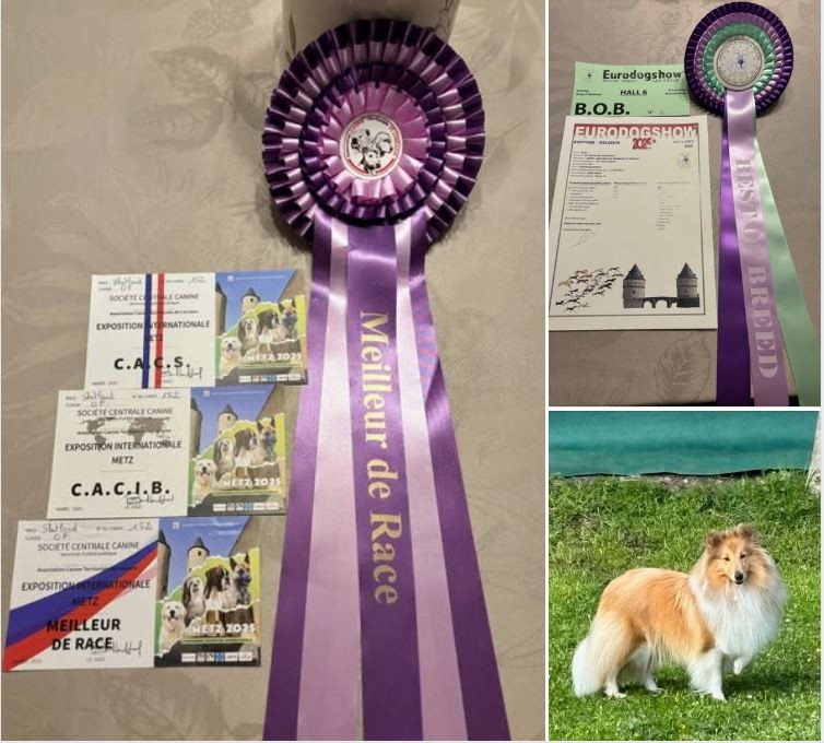 CACIB "Metz" [09/11/2025] + CAC "Kortrijk (Courtrai) [15/11/2025]