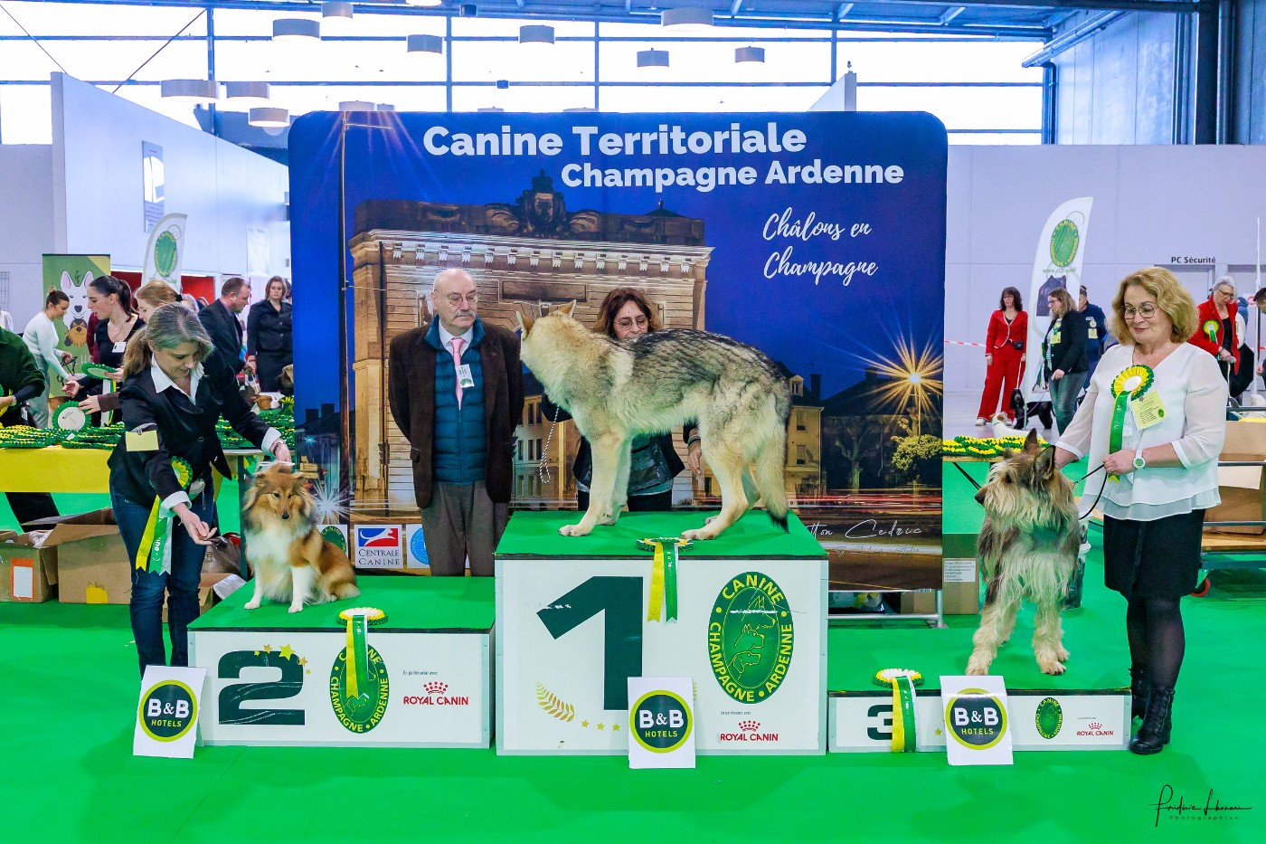 **** Sirius Lake Angelina Jolie (Angie) **** 🏆🏆🏆CACJ / MEILLEUR JEUNE 🏆🏆🏆 ...et cerise sur le gâteau 💥💥💥 BOGJ2 💥💥[emoji:1F4