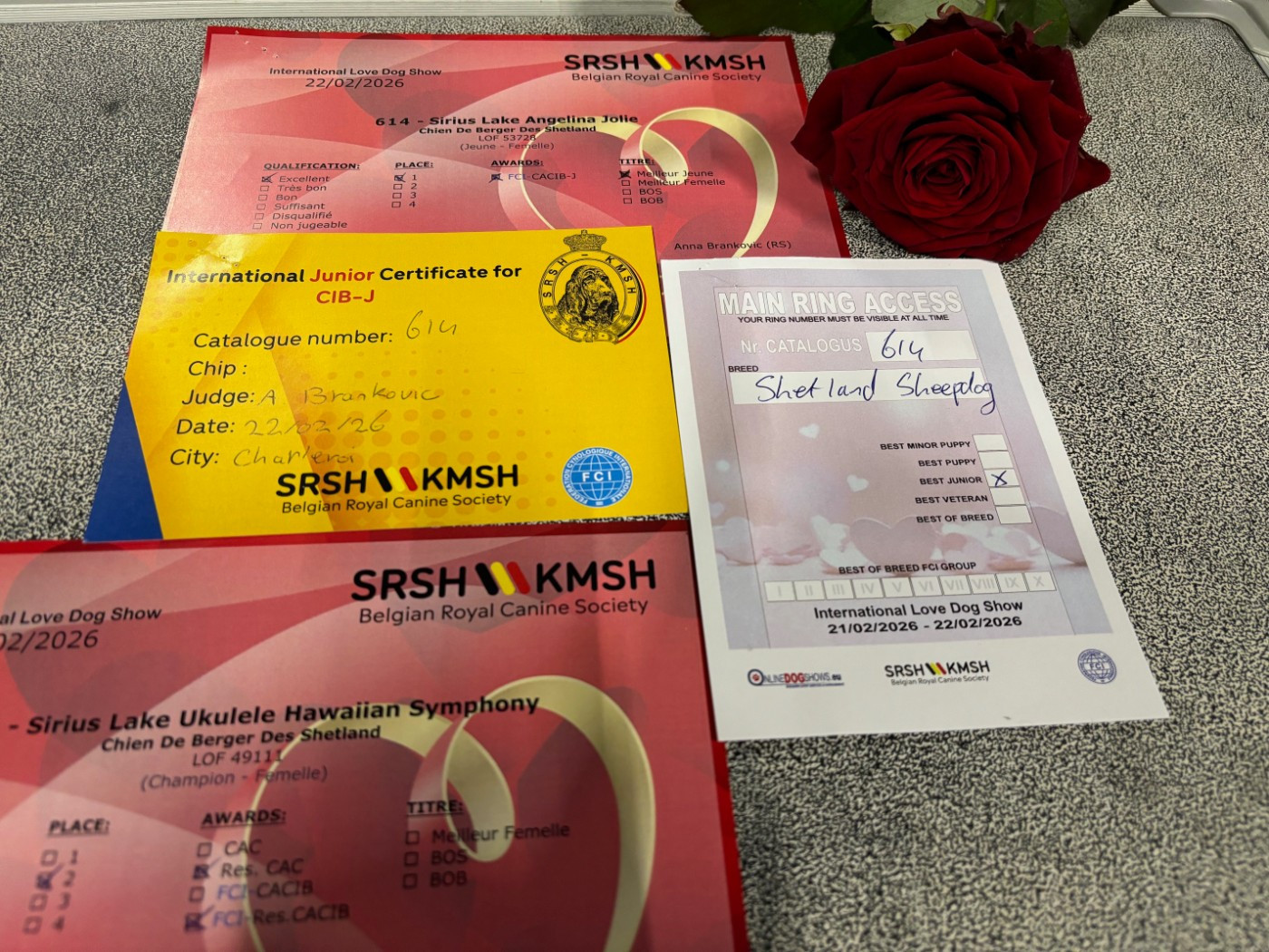 ❤ 🌹 CHARLEROI - INTERNATIONAL Love Dog Show 🌹❤ 📆 22/02/2026