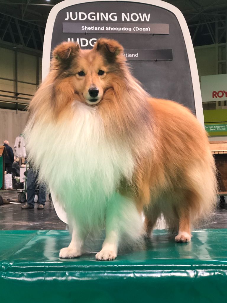 Sirius Lake - *** CRUFTS 2023 - Birmingham *** 10/03/2023