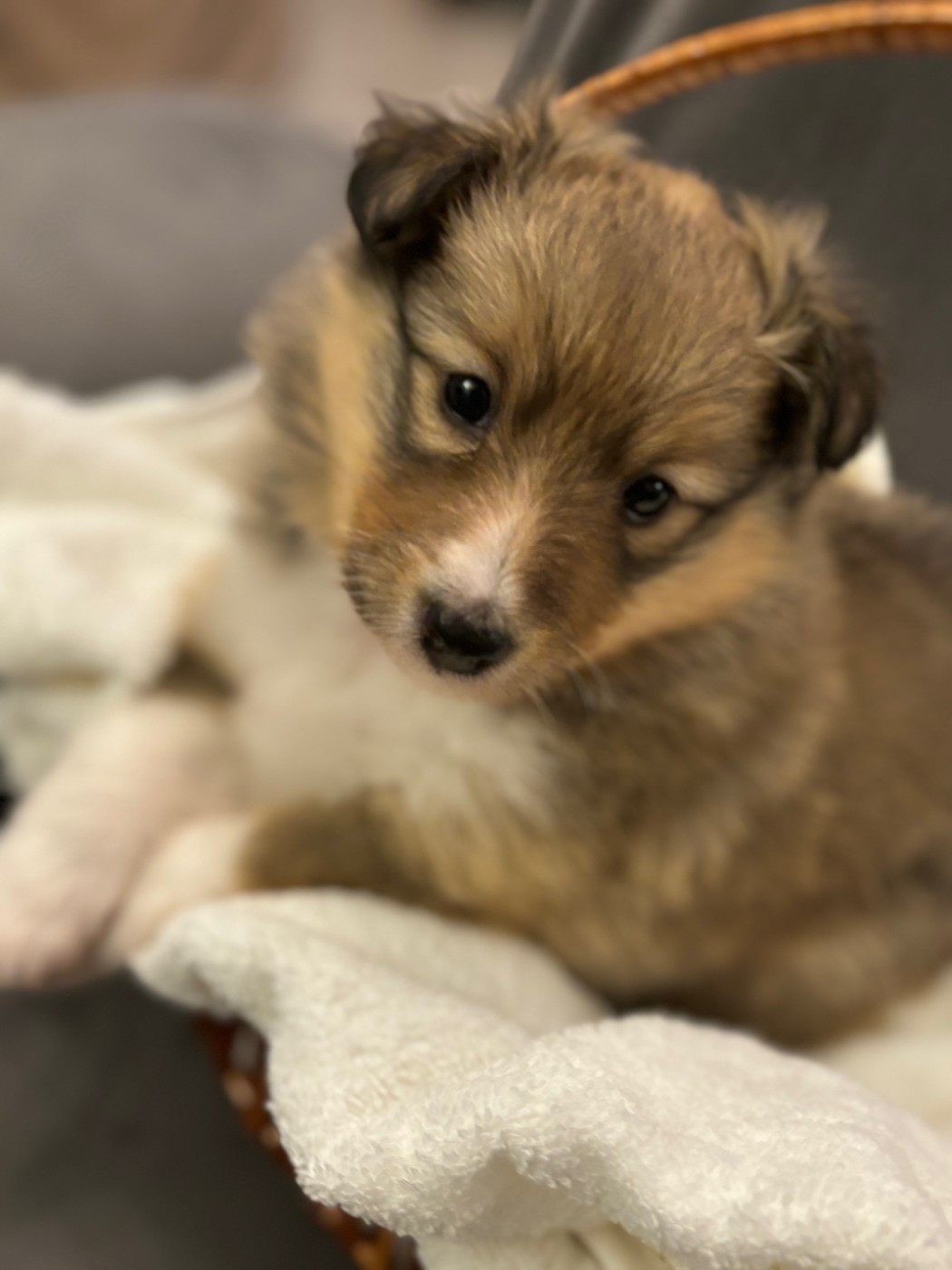 Sirius Lake - Chiots disponibles - Shetland Sheepdog