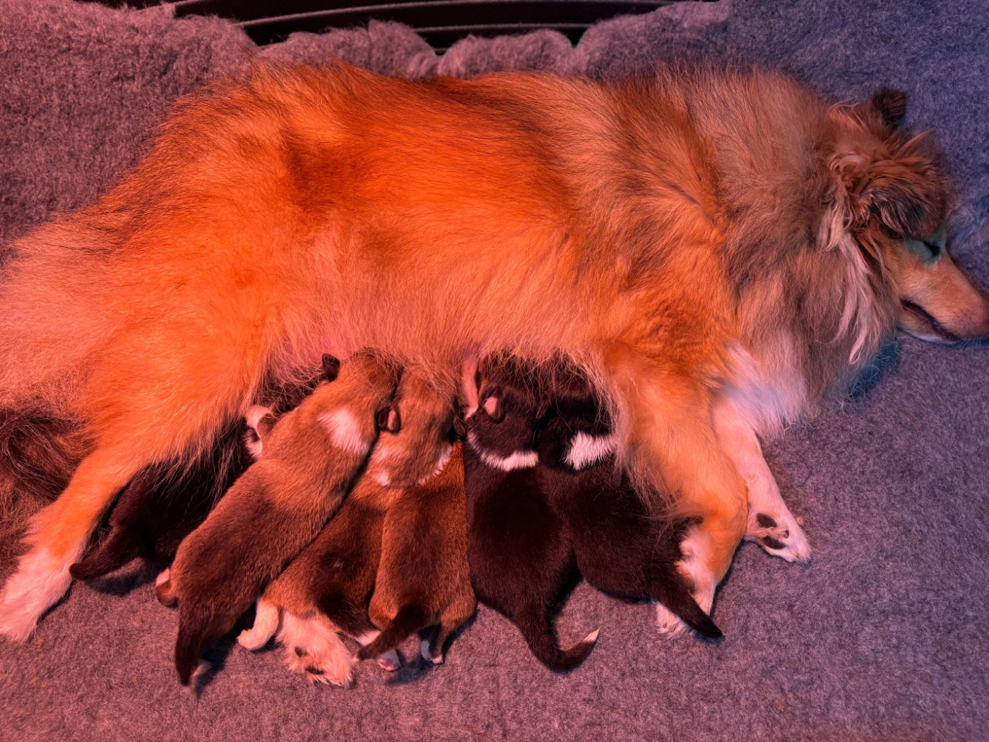 Sirius Lake - Chiots disponibles - Shetland Sheepdog