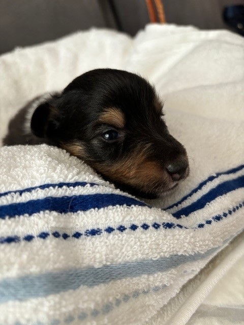 Sirius Lake - Chiots disponibles - Shetland Sheepdog