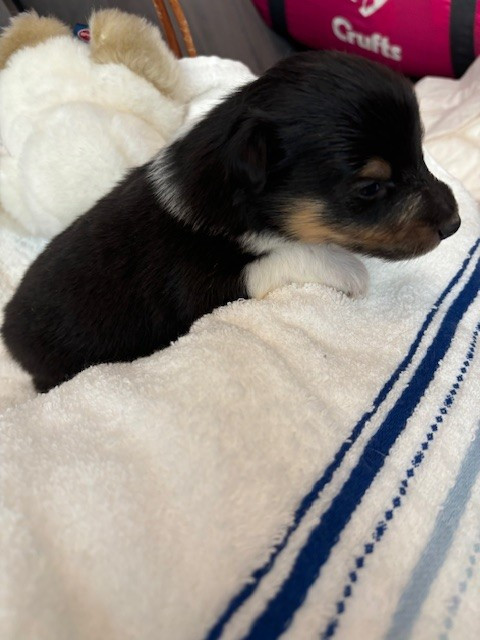 Sirius Lake - Chiots disponibles - Shetland Sheepdog