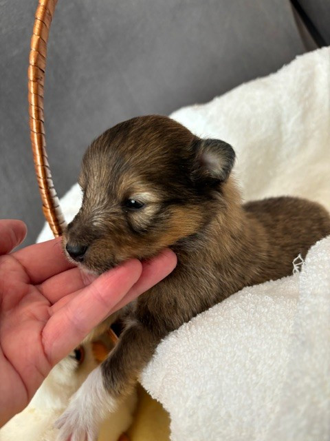 Sirius Lake - Chiots disponibles - Shetland Sheepdog