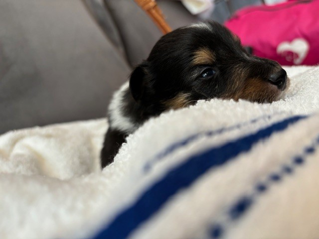 Sirius Lake - Chiots disponibles - Shetland Sheepdog