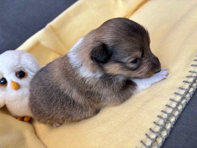 Sirius Lake - Chiots disponibles - Shetland Sheepdog