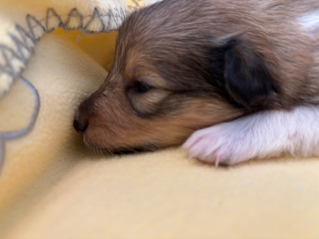 Sirius Lake - Chiots disponibles - Shetland Sheepdog