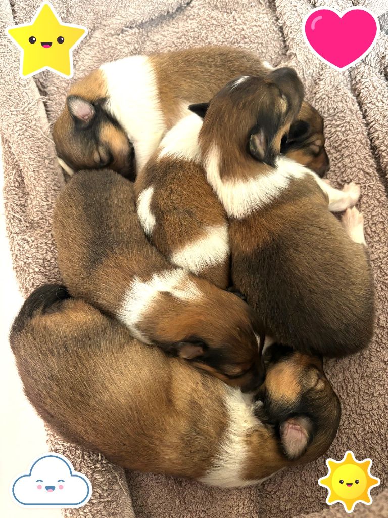 Sirius Lake - Chiots disponibles - Shetland Sheepdog