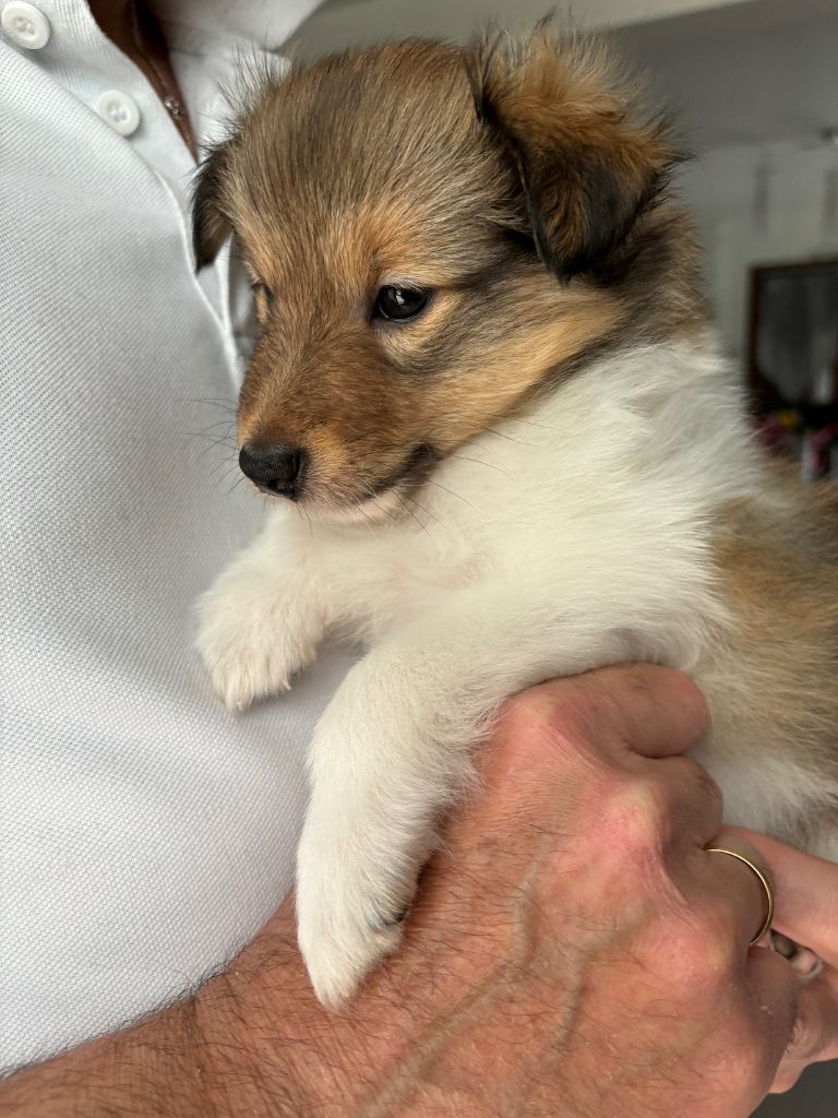 Sirius Lake - Chiots disponibles - Shetland Sheepdog