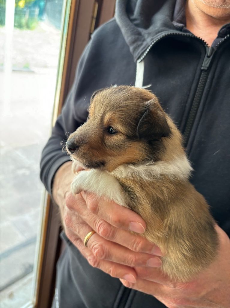 Sirius Lake - Chiots disponibles - Shetland Sheepdog