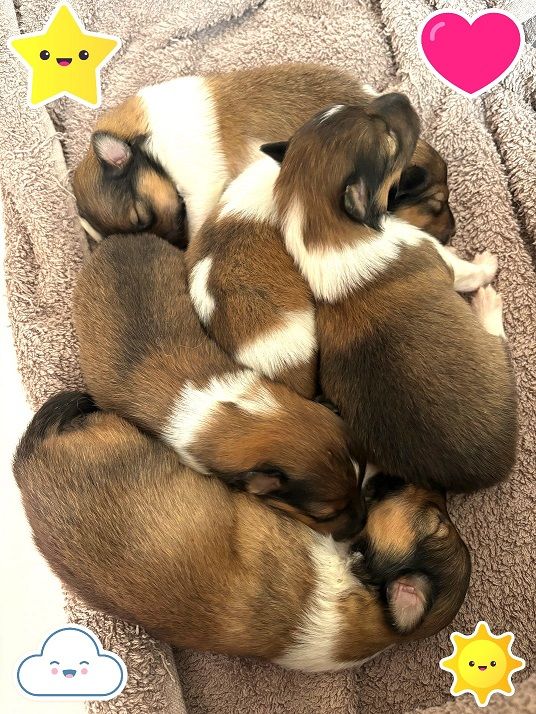 Sirius Lake - Chiots disponibles - Shetland Sheepdog